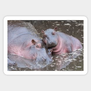 Baby Hippo with mother Sticker